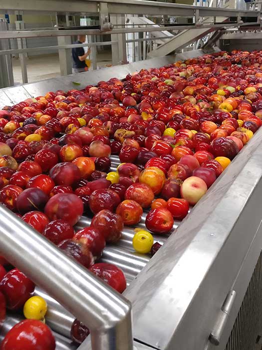 fruit concentrate line_ sorting table